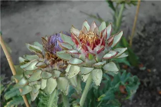 Cynara scolymus 'Green Globe' - Gemüse-Artischocke 'Green Globe'