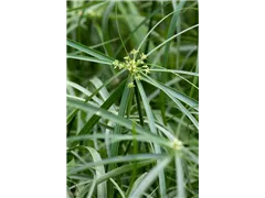 Cyperus alternifolius - Zypergras Cyperus alternifolius - Zypergras