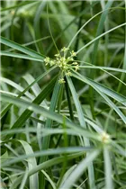 Cyperus alternifolius - Zypergras Cyperus alternifolius - Zypergras