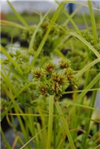 Cyperus alternifolius - Zypergras Cyperus alternifolius - Zypergras