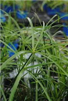 Cyperus alternifolius - Zypergras Cyperus alternifolius - Zypergras