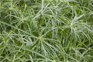 Cyperus alternifolius - Zypergras Cyperus alternifolius - Zypergras