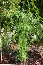 Cyperus alternifolius - Zypergras Cyperus alternifolius - Zypergras