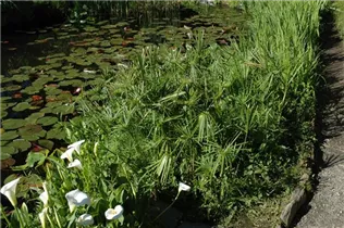 Cyperus alternifolius - Zypergras Cyperus alternifolius - Zypergras