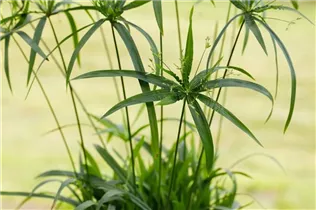 Cyperus diffusus 'Green Gold' - Papyrus 'Green Gold' Cyperus diffusus 'Green Gold' - Papyrus 'Green Gold'