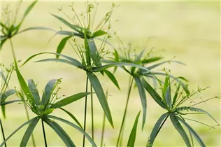 Cyperus diffusus 'Green Gold' - Papyrus 'Green Gold' Cyperus diffusus 'Green Gold' - Papyrus 'Green Gold'