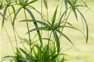 Cyperus diffusus 'Green Gold' - Papyrus 'Green Gold' Cyperus diffusus 'Green Gold' - Papyrus 'Green Gold'