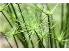Cyperus haspan - Zypergras Cyperus haspan - Zypergras