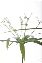 Cyperus haspan - Zypergras Cyperus haspan - Zypergras