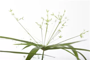 Cyperus haspan - Zypergras Cyperus haspan - Zypergras
