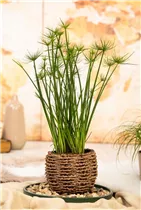 Cyperus haspan - Zypergras Cyperus haspan - Zypergras