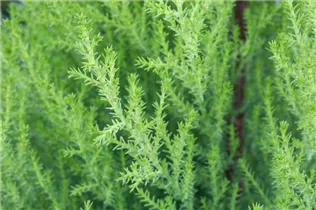 Cupressus macrocarpa 'Goldcrest' - Zimmerzypresse Cupressus macrocarpa 'Goldcrest' - Zimmerzypresse