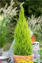 Cupressus macrocarpa 'Goldcrest' - Zimmerzypresse Cupressus macrocarpa 'Goldcrest' - Zimmerzypresse