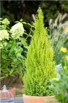 Cupressus macrocarpa 'Goldcrest' - Zimmerzypresse Cupressus macrocarpa 'Goldcrest' - Zimmerzypresse