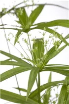 Cyperus papyrus 'Green Gold' - Echter Papyrus Cyperus papyrus 'Green Gold' - Echter Papyrus