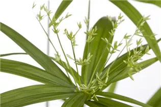 Cyperus papyrus 'Green Gold' - Echter Papyrus Cyperus papyrus 'Green Gold' - Echter Papyrus