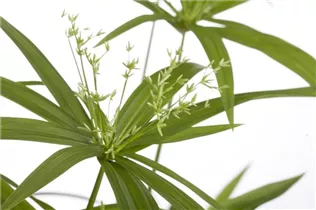 Cyperus papyrus 'Green Gold' - Echter Papyrus Cyperus papyrus 'Green Gold' - Echter Papyrus