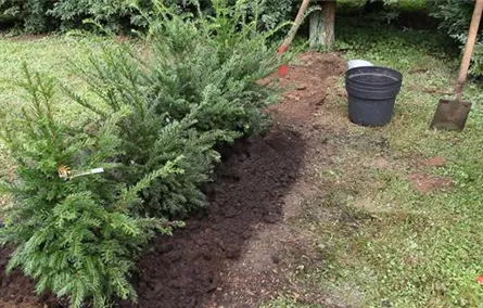 Hecke - Einpflanzen im Garten