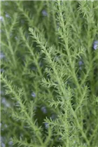 Cupressus macrocarpa 'Wilma' - Zypresse 'Wilma' Cupressus macrocarpa 'Wilma' - Zypresse 'Wilma'