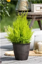 Cupressus macrocarpa 'Wilma' - Zypresse 'Wilma' Cupressus macrocarpa 'Wilma' - Zypresse 'Wilma'