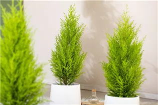 Cupressus macrocarpa 'Wilma' - Zypresse 'Wilma' Cupressus macrocarpa 'Wilma' - Zypresse 'Wilma'