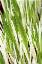 Cyperus zumula 'Tabby' - Katzengras Cyperus zumula 'Tabby' - Katzengras