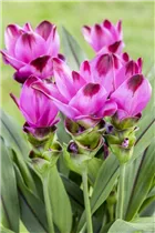Curcuma alismatifolia - Safranwurz  Curcuma alismatifolia - Safranwurz