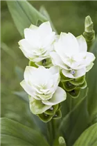 Curcuma alismatifolia - Safranwurz  Curcuma alismatifolia - Safranwurz