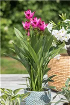 Curcuma alismatifolia - Safranwurz  Curcuma alismatifolia - Safranwurz