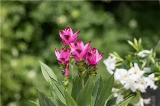 Curcuma alismatifolia - Safranwurz  Curcuma alismatifolia - Safranwurz