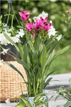 Curcuma alismatifolia - Safranwurz  Curcuma alismatifolia - Safranwurz