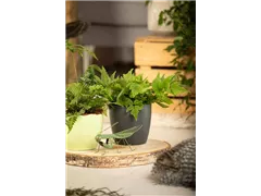 Cyrtomium fortunei - Fortuneis-Sichelfarn Cyrtomium fortunei - Fortuneis-Sichelfarn