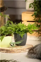 Cyrtomium fortunei - Fortuneis-Sichelfarn Cyrtomium fortunei - Fortuneis-Sichelfarn