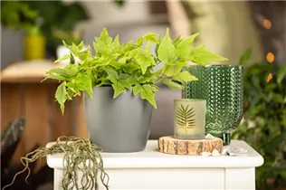 Cyrtomium fortunei - Fortuneis-Sichelfarn Cyrtomium fortunei - Fortuneis-Sichelfarn