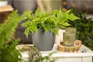 Cyrtomium fortunei - Fortuneis-Sichelfarn Cyrtomium fortunei - Fortuneis-Sichelfarn