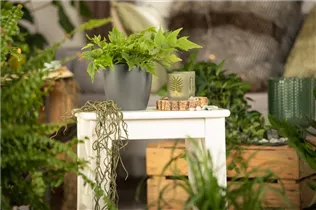 Cyrtomium fortunei - Fortuneis-Sichelfarn Cyrtomium fortunei - Fortuneis-Sichelfarn