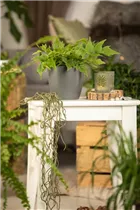 Cyrtomium fortunei - Fortuneis-Sichelfarn Cyrtomium fortunei - Fortuneis-Sichelfarn