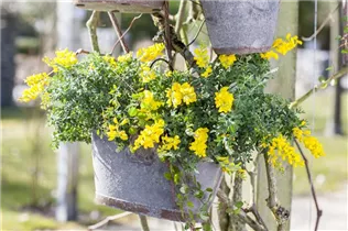 Cytisus decumbens - Kissenginster