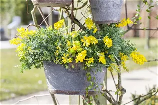 Cytisus decumbens - Kissenginster