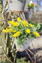 Cytisus decumbens - Kissenginster