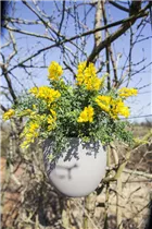 Cytisus decumbens - Kissenginster
