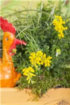 Cytisus racemosus - Ginster Cytisus racemosus - Ginster