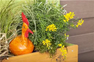 Cytisus racemosus - Ginster Cytisus racemosus - Ginster