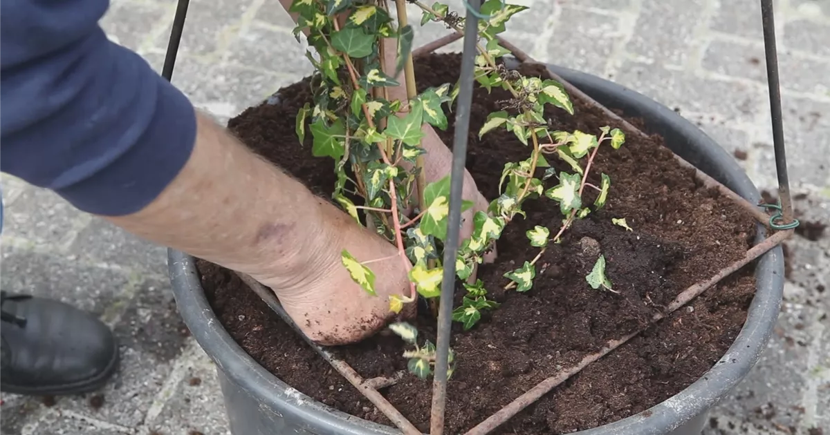  - Efeu - Einpflanzen in ein Gefäß