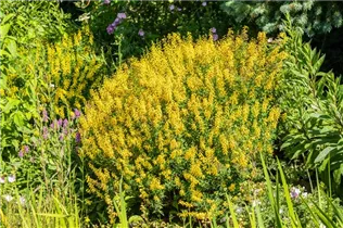 Cytisus scoparius - Besenginster
