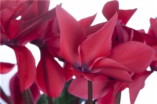 Cyclamen 'Halios'® - Zimmer-Alpenveilchen 'Halios'®