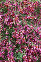Cytisus scoparius 'Burkwoodii' - Edelginster 'Burkwoodii'