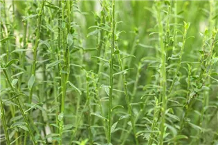 Cytisus scoparius 'Burkwoodii' - Edelginster 'Burkwoodii'