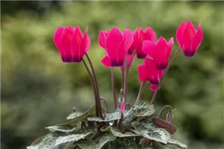 Cyclamen 'Melody Outdoor'® - Alpenveilchen 'Melody Outdoor'® Cyclamen 'Melody Outdoor'® - Alpenveilchen 'Melody Outdoor'®
