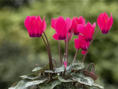 Cyclamen 'Melody Outdoor'® - Alpenveilchen 'Melody Outdoor'® Cyclamen 'Melody Outdoor'® - Alpenveilchen 'Melody Outdoor'®